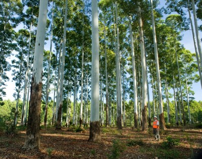 forest tree.jpg forest tree.jpg